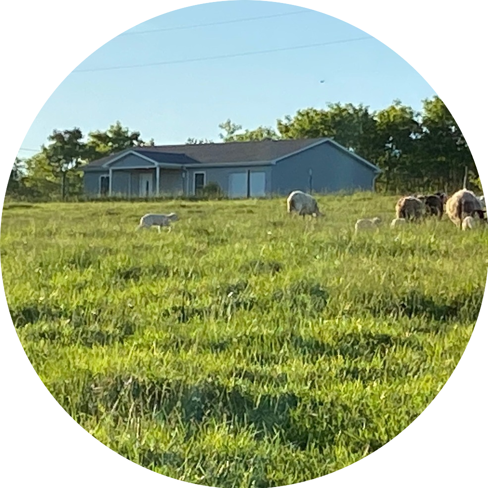 PastoralViews+sheep+field+circle Llama, Suri alpaca, & Huacaya alpaca walking by a picnic table near a farm pond
