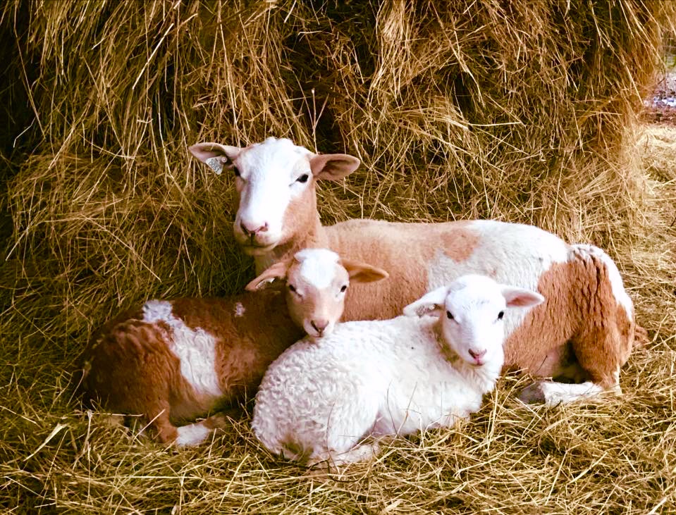 Crystal and her twins
