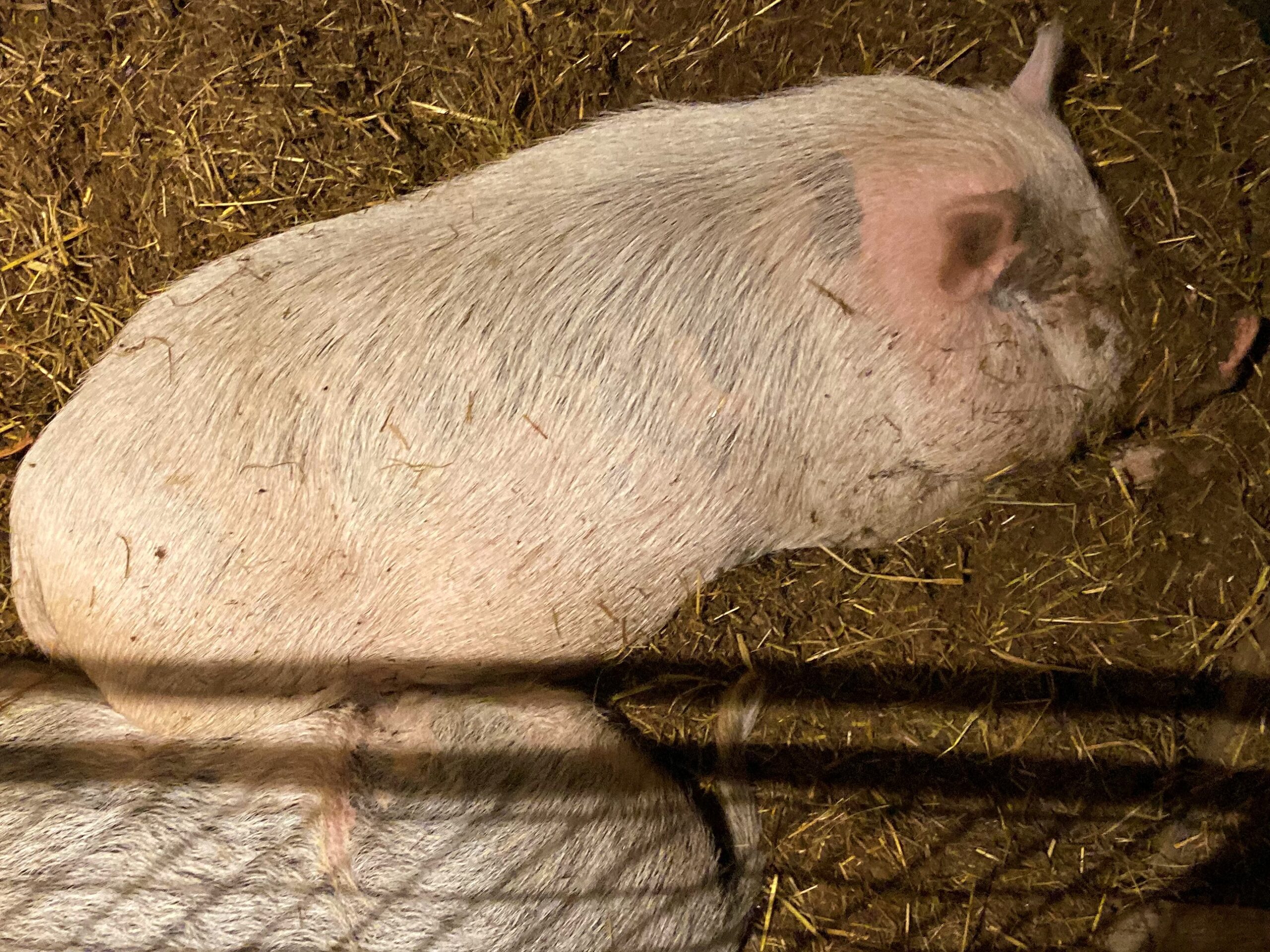 Young Oliver snuggled in for the night next to a buddy