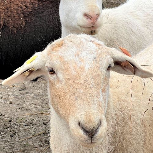 Tagged ewe lamb