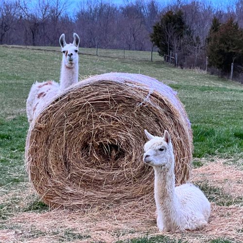 Llama and Suri alpaca