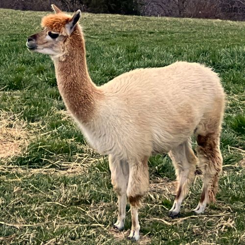 Huacaya alpaca, Christina, before shearing