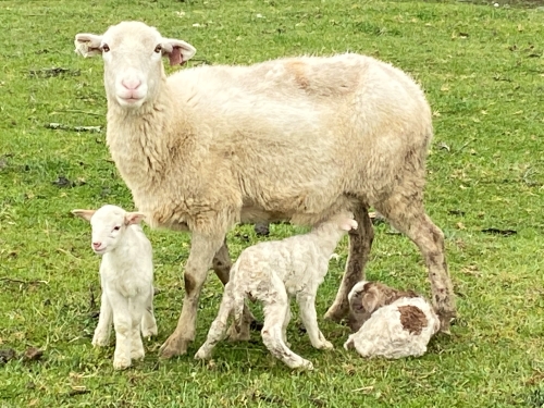 Amelie and triplets