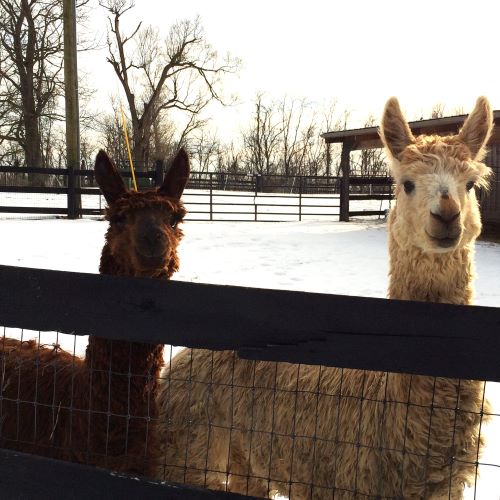 Buck & Braveheart in the snow