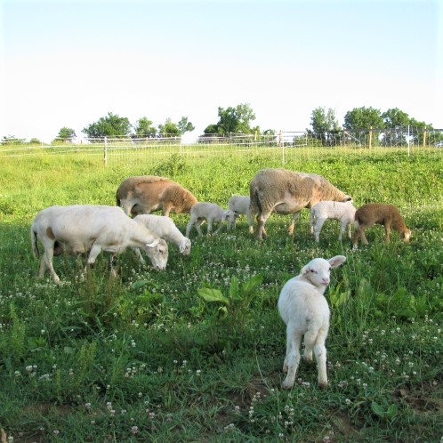 First Lambs 2010