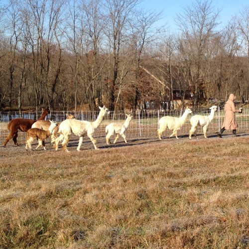 Warm alpacas following a bundled up Jennifer in a cold Kentucky winter
