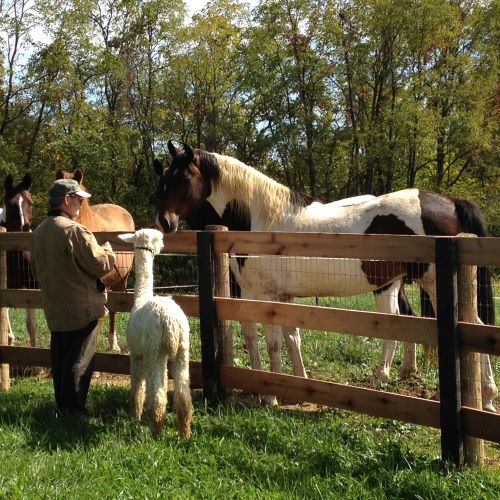 Mona Lisa with Tom Cooper meeting horses for the first time