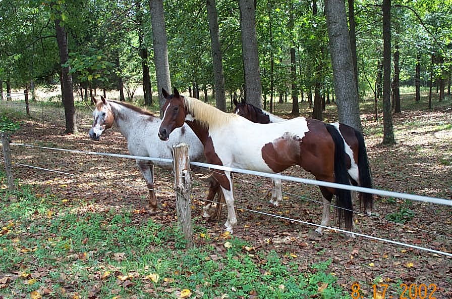 Jerry,Lanaha,Delilah