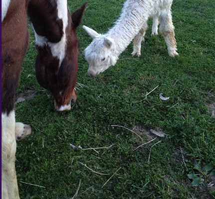 Lanaha and alpaca