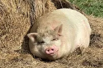 From Rescue to Recovery:  Stories of Our Rescued Animals – Spotlight on Oliver