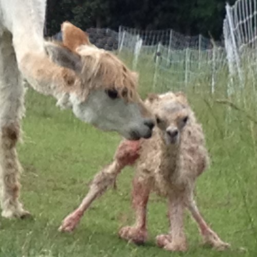 Pixie watching Pixie's Chick try to stand for 1st time