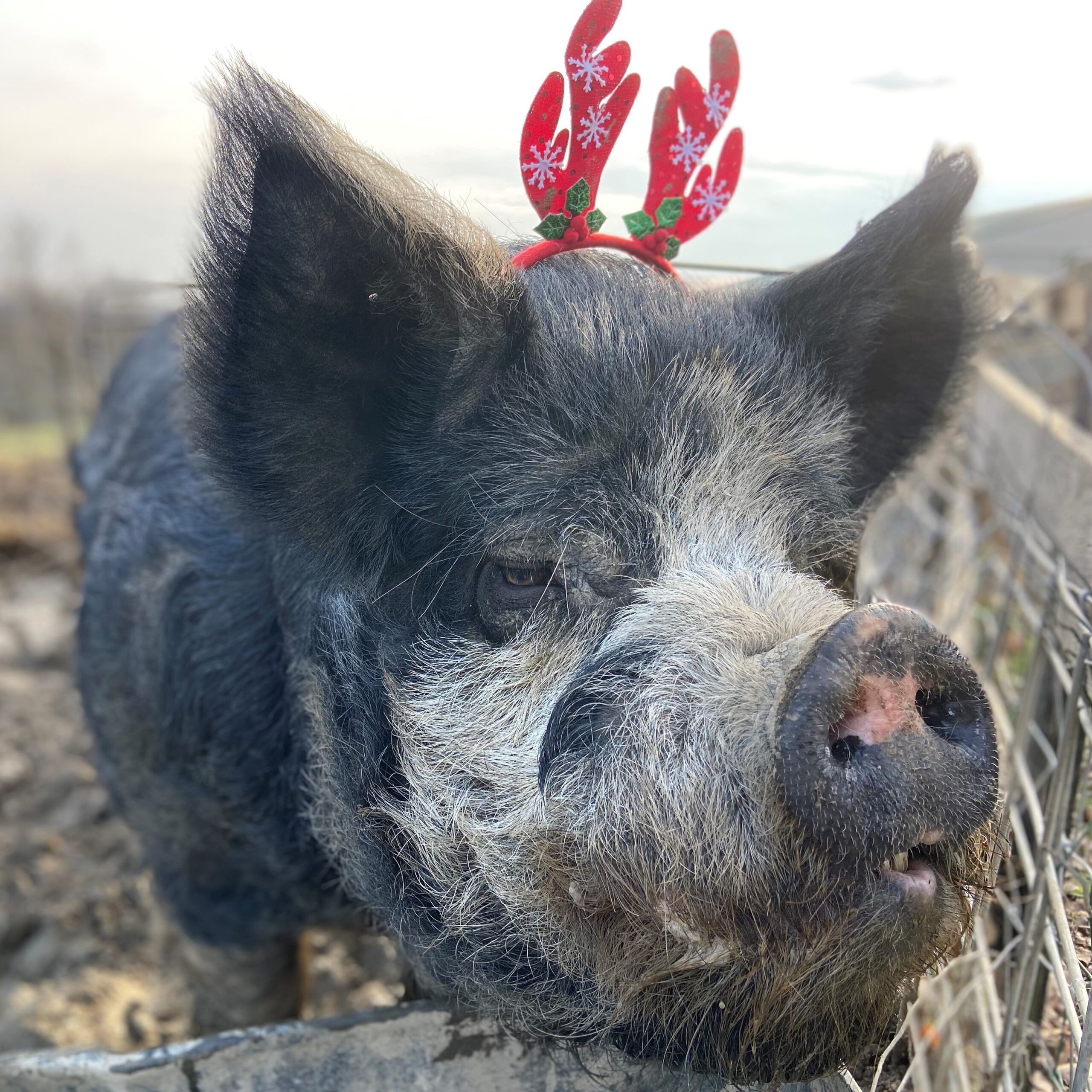 Rex enjoying the Christmas season!