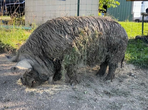Rex eating a snack after climbing out of his mud pit where he cooled off from the heat!