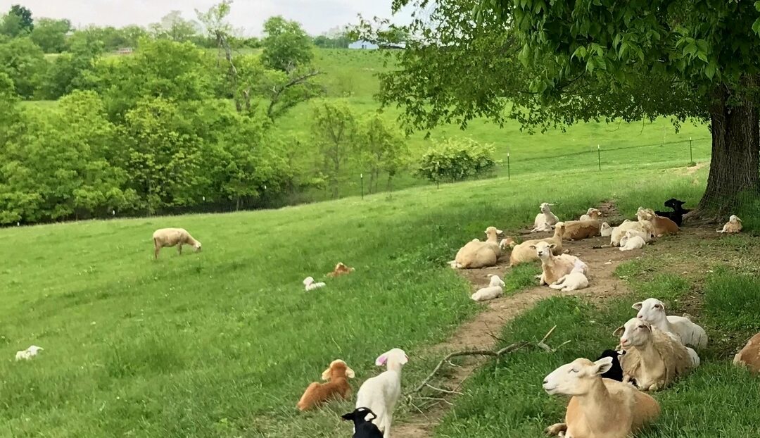 Why We Raise Katahdin Hair Sheep at Free Radical Ranch – Discovering the Magic of Katahdins