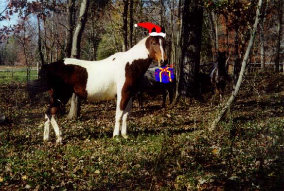 Lanaha 2001 Xmas